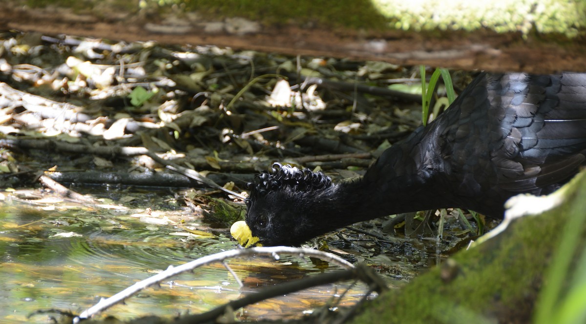 Great Curassow - ML622693096