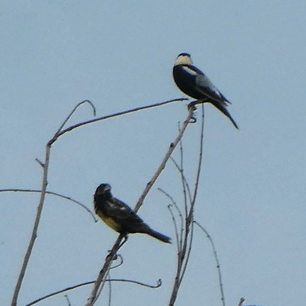 Bobolink - ML622693134