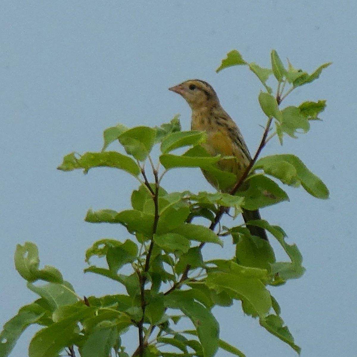 Bobolink - ML622693143