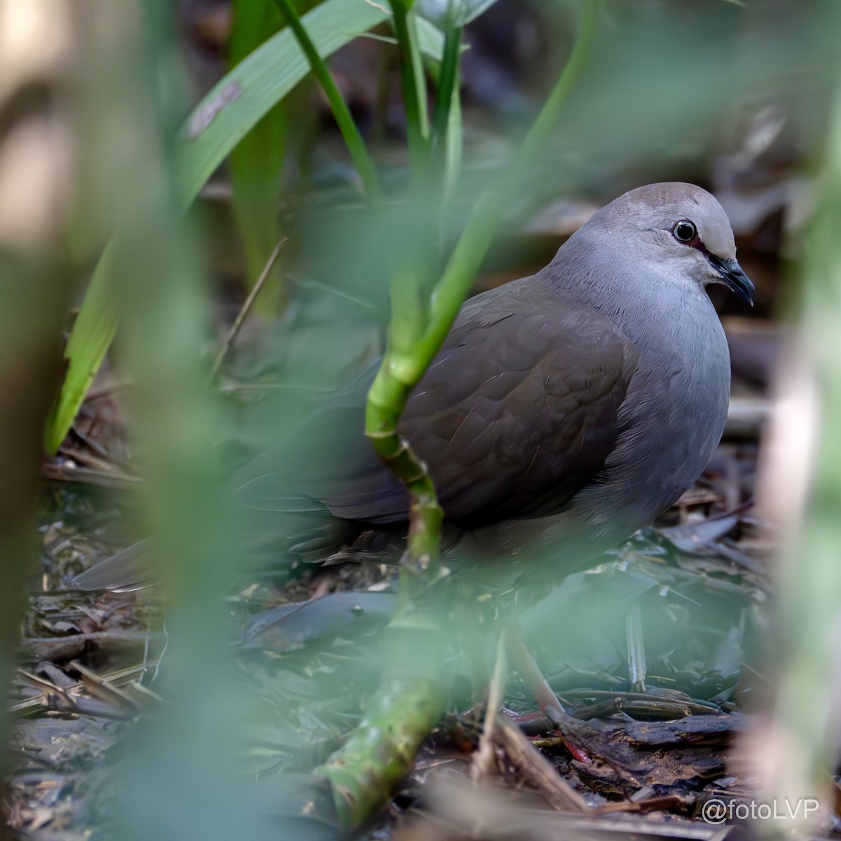 Gray-chested Dove - ML622693162