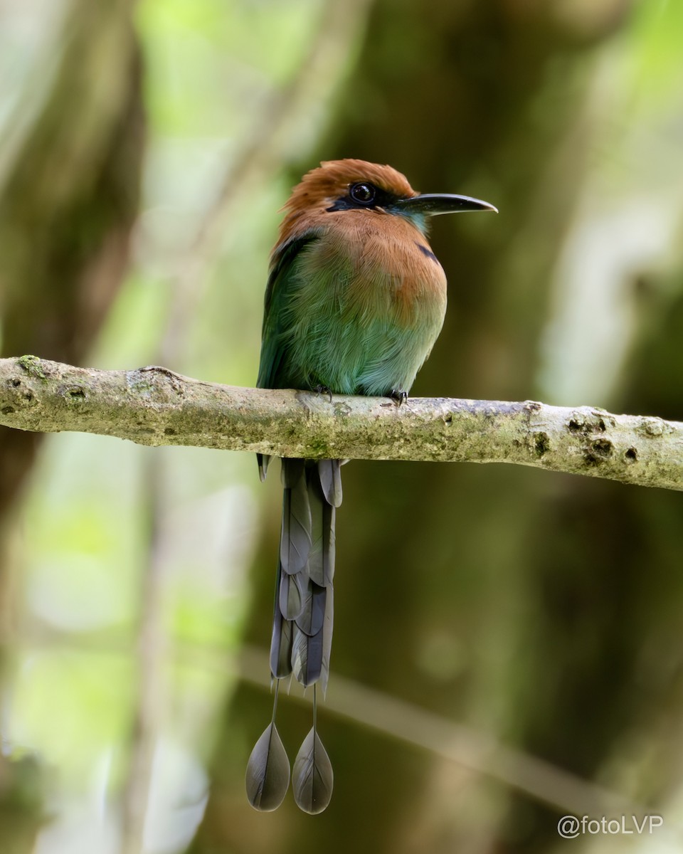 Broad-billed Motmot (Broad-billed) - ML622693182