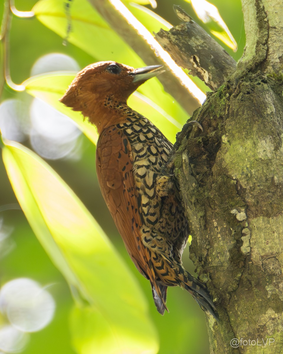 Cinnamon Woodpecker - ML622693190