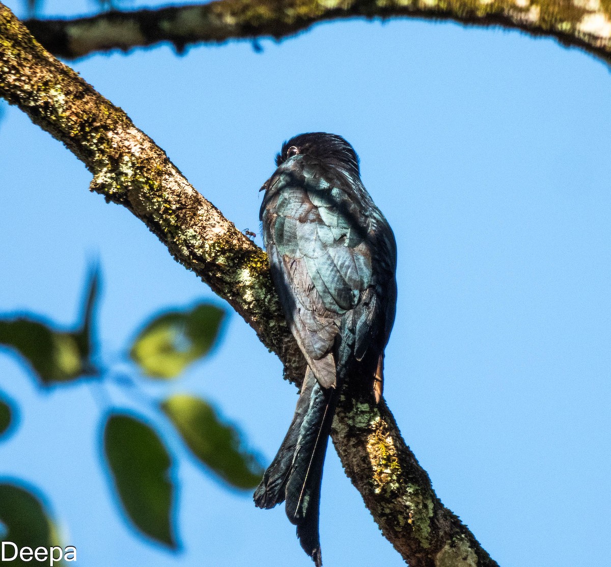 Fork-tailed Drongo-Cuckoo - ML622693194