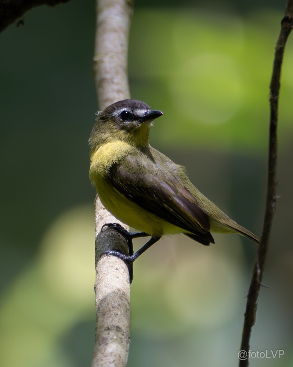 Brown-capped Tyrannulet - ML622693251