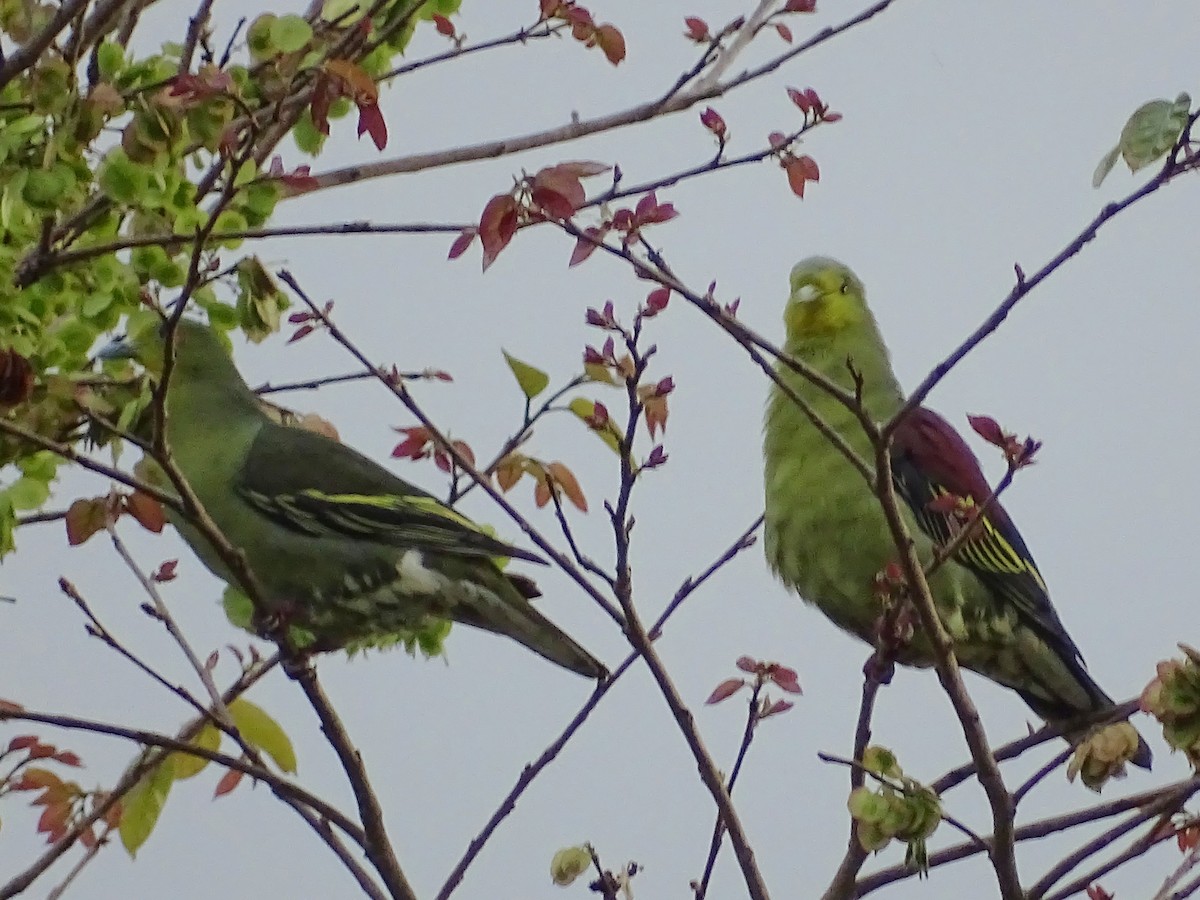 Sri Lanka Green-Pigeon - ML622693337