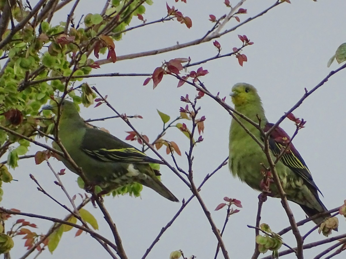 Sri Lanka Green-Pigeon - ML622693339