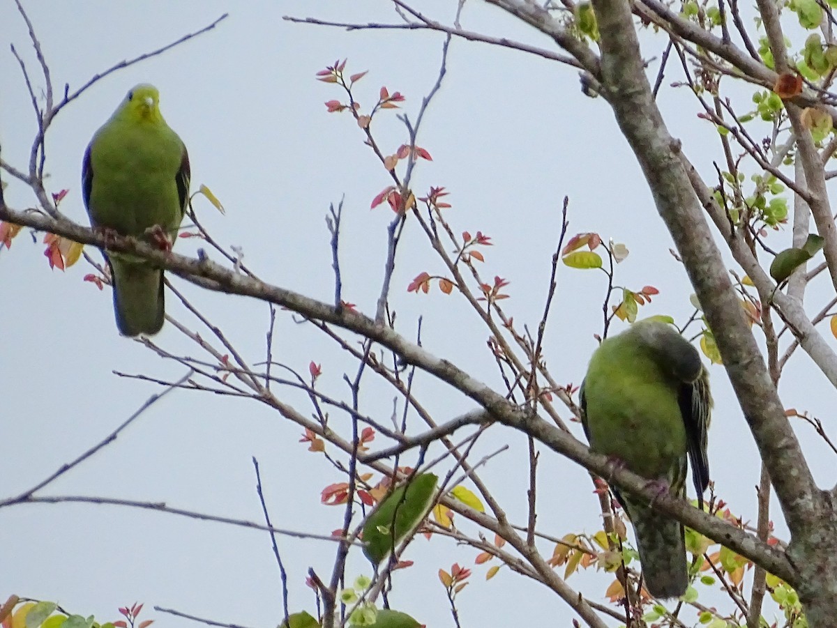 Sri Lanka Green-Pigeon - ML622693340