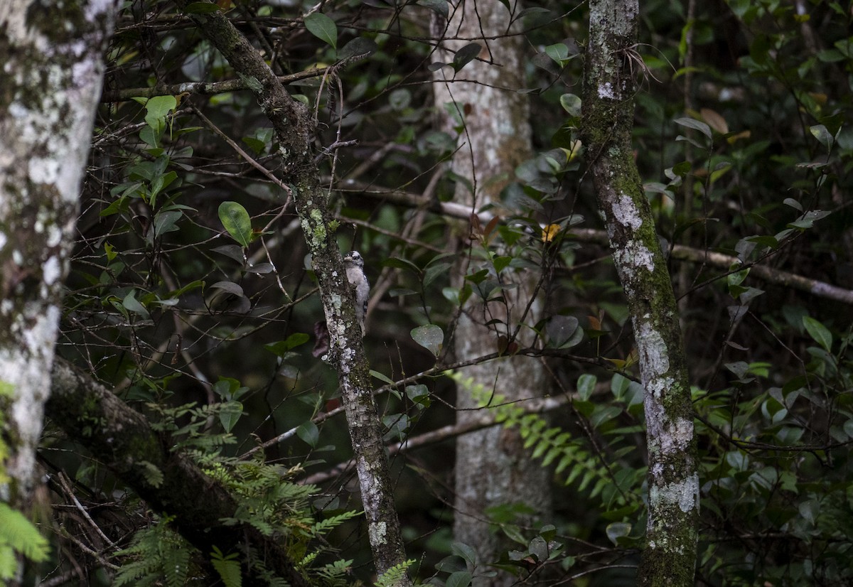 Downy Woodpecker - ML622693349