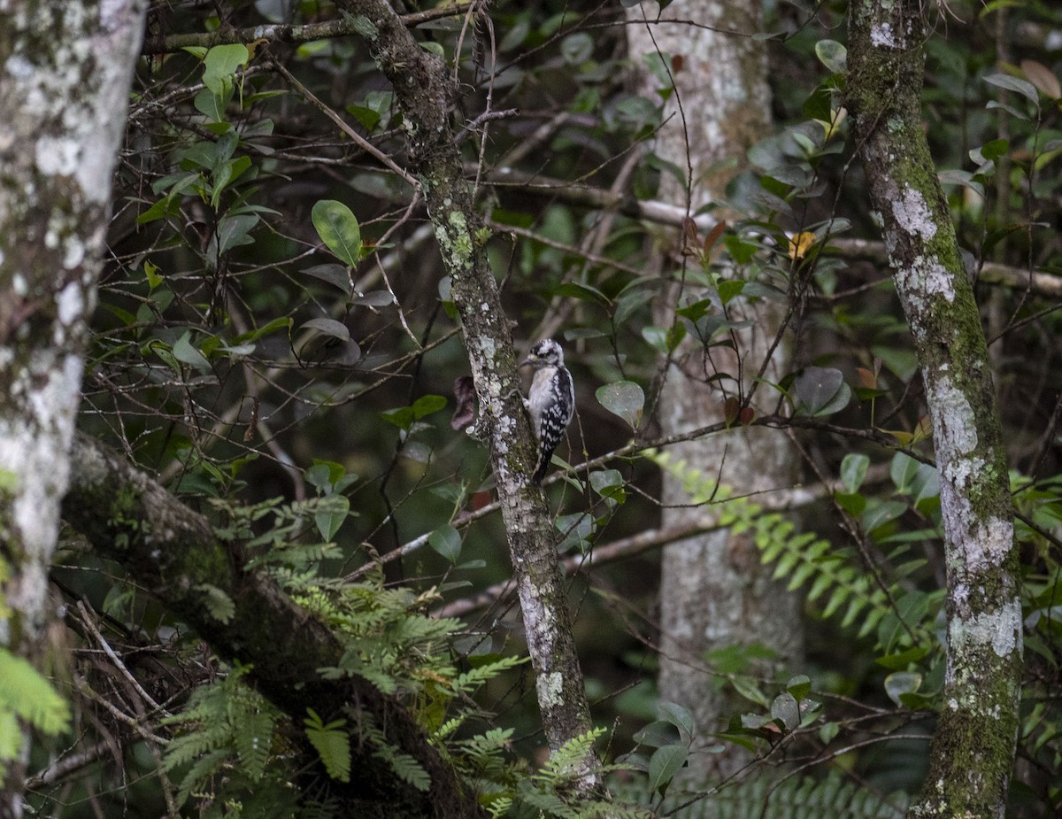 Downy Woodpecker - ML622693404