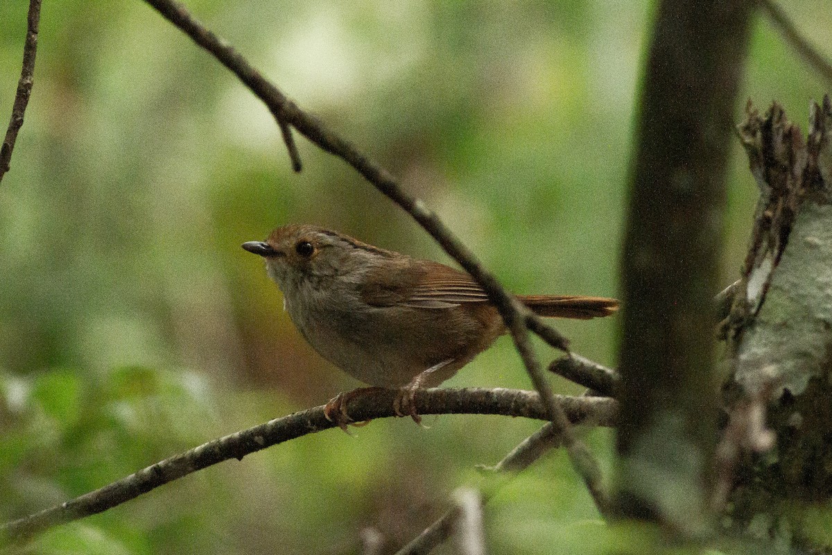 Dusky Fulvetta - Chuan Xuan 🦚