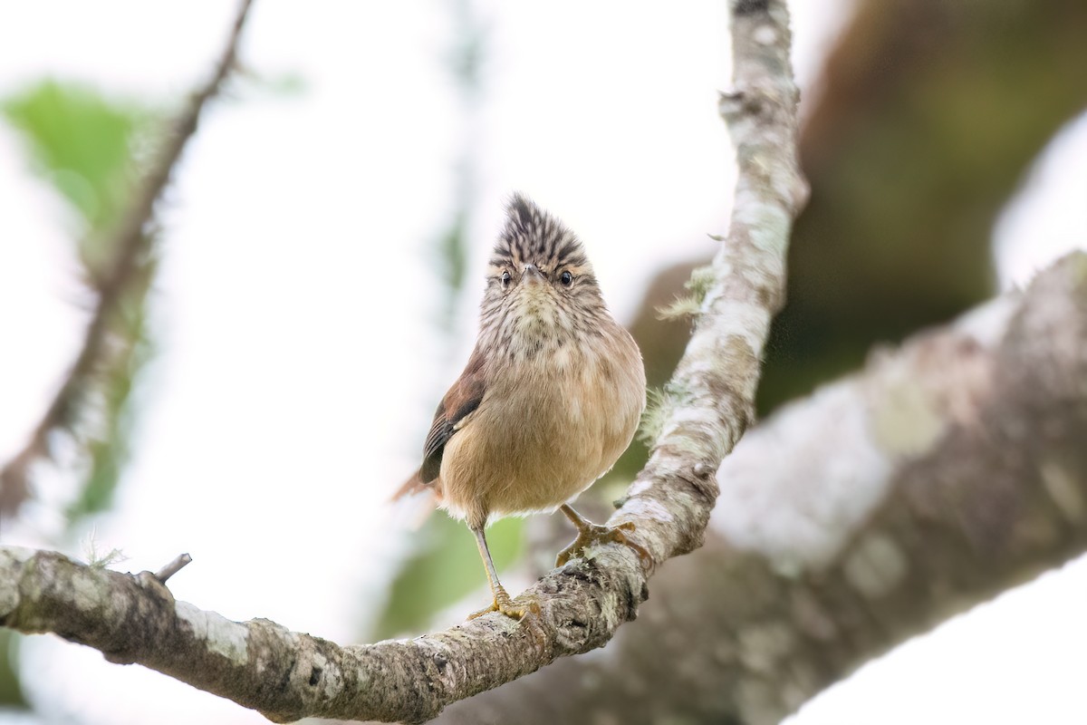 Araucaria Tit-Spinetail - ML622693460