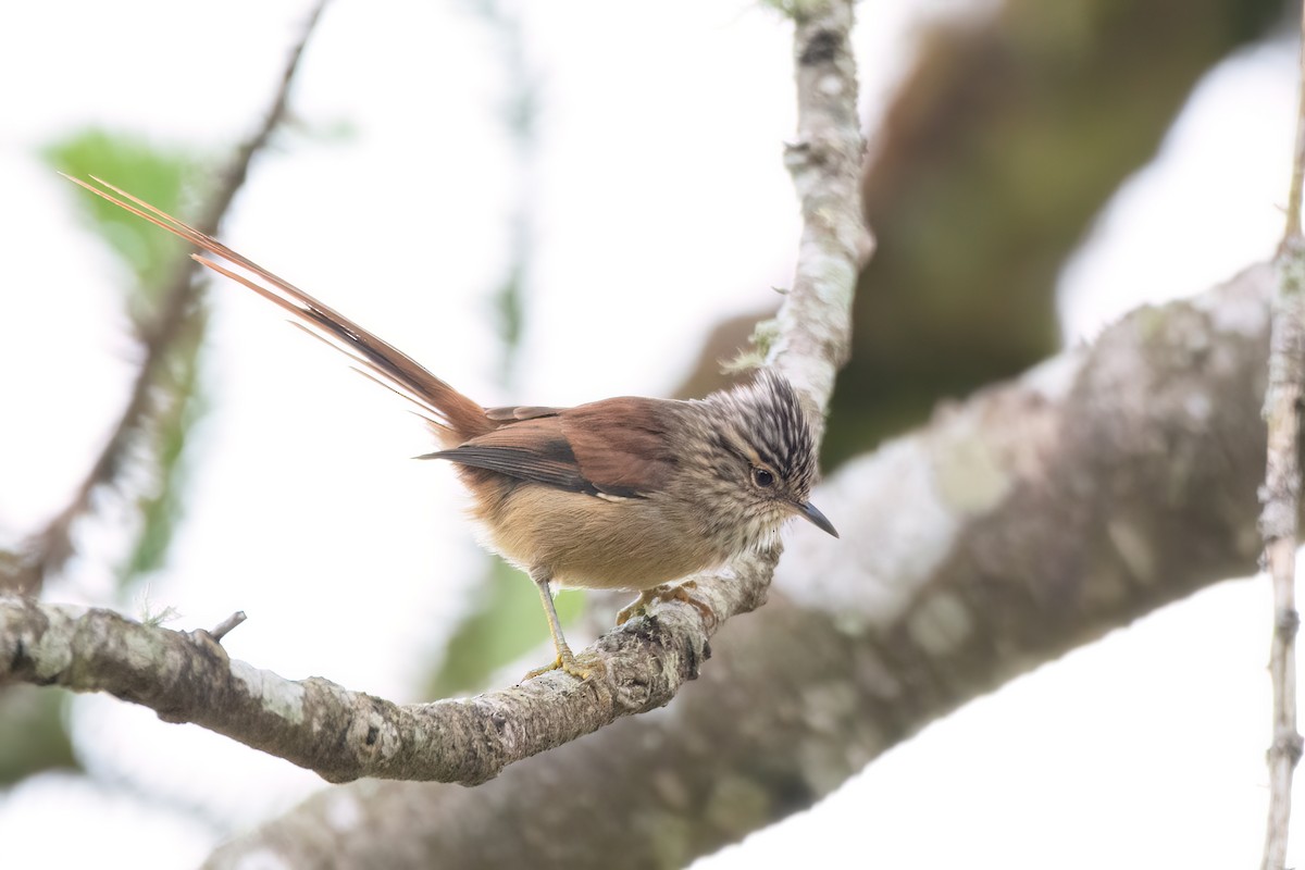 Araucaria Tit-Spinetail - ML622693461