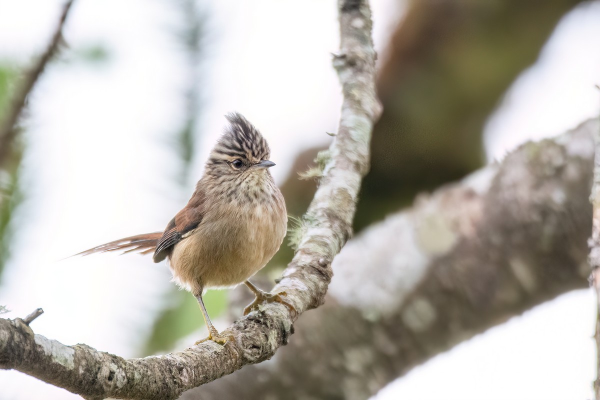 Araucaria Tit-Spinetail - ML622693462