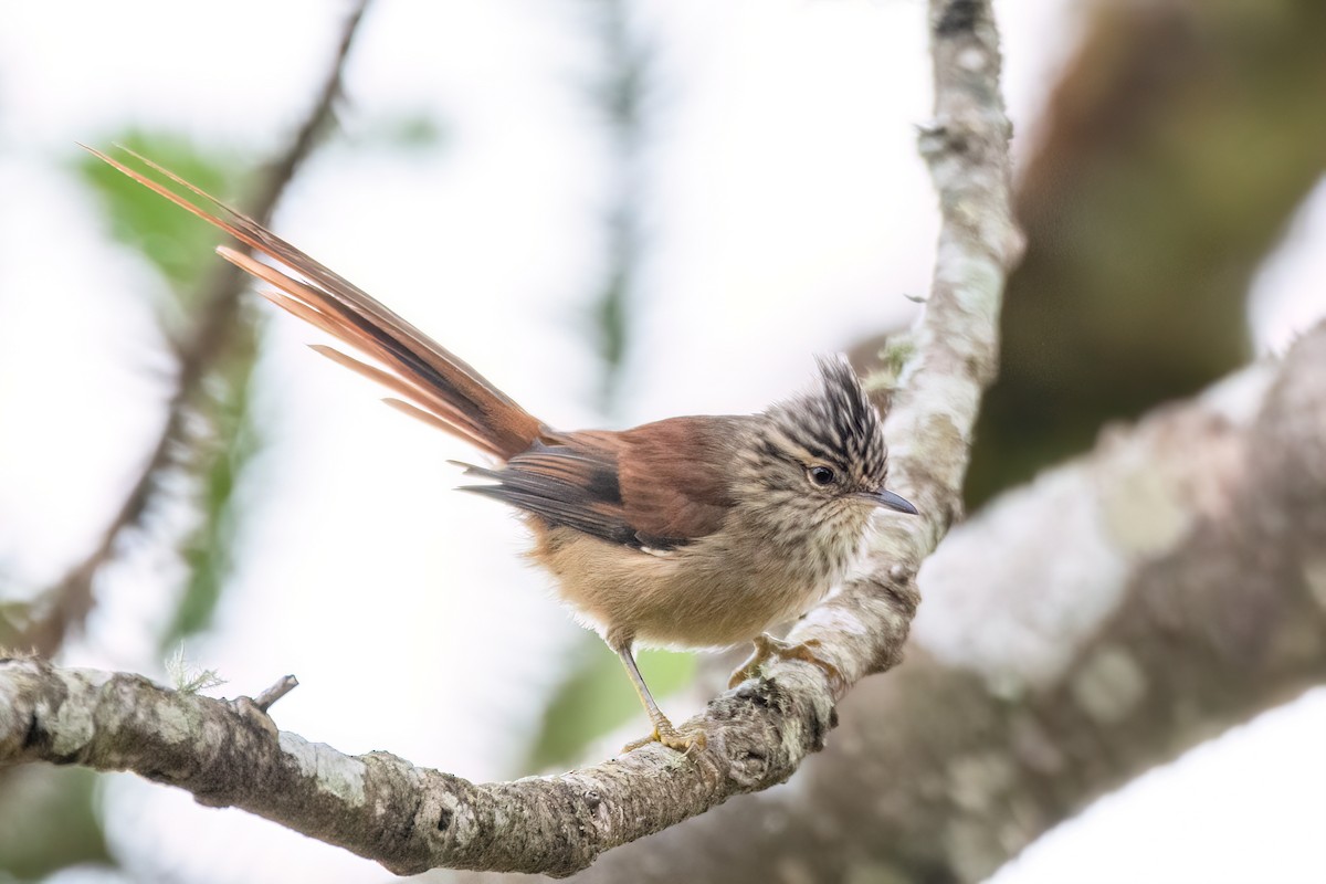 Araucaria Tit-Spinetail - ML622693463