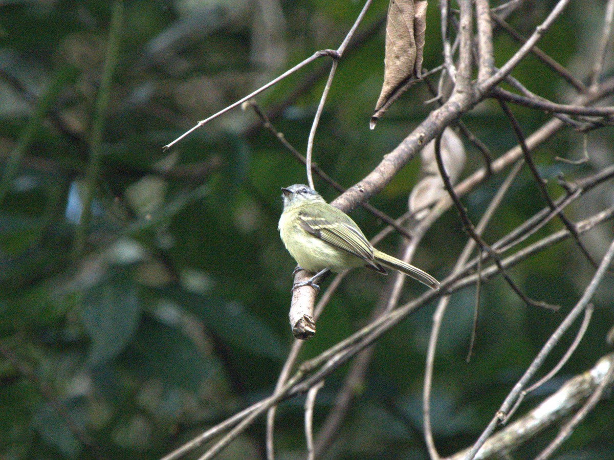 Ecuadorian Tyrannulet - ML622693466