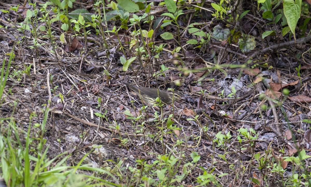 Louisiana Waterthrush - ML622693467