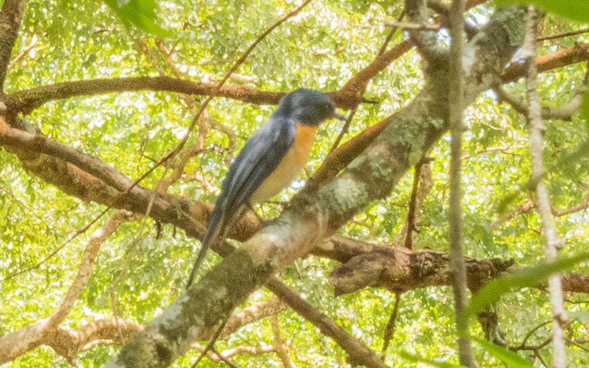 Tickell's Blue Flycatcher - ML622693483