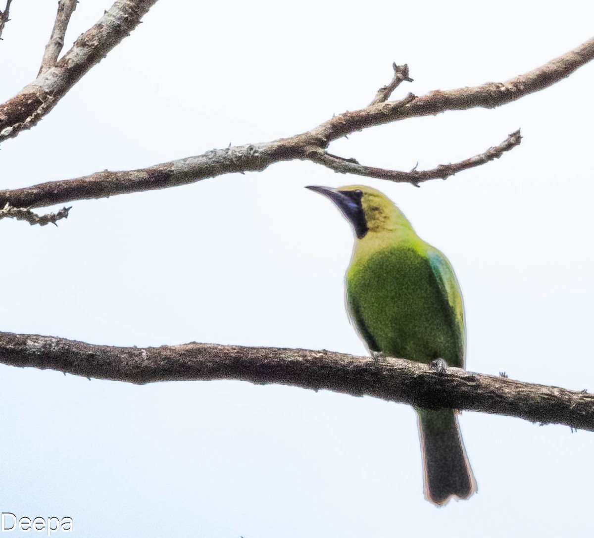 Jerdon's Leafbird - ML622693498