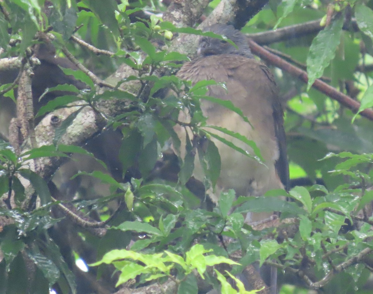 White-bellied Chachalaca - Thomas Brooks