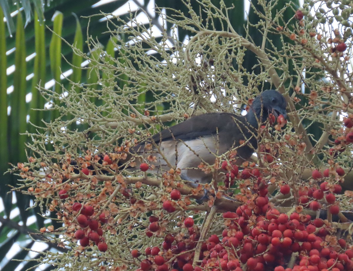 Chachalaca Ventriblanca - ML622693523