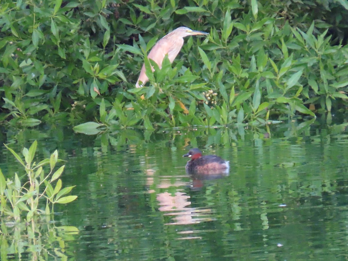 Squacco Heron - Ute Langner