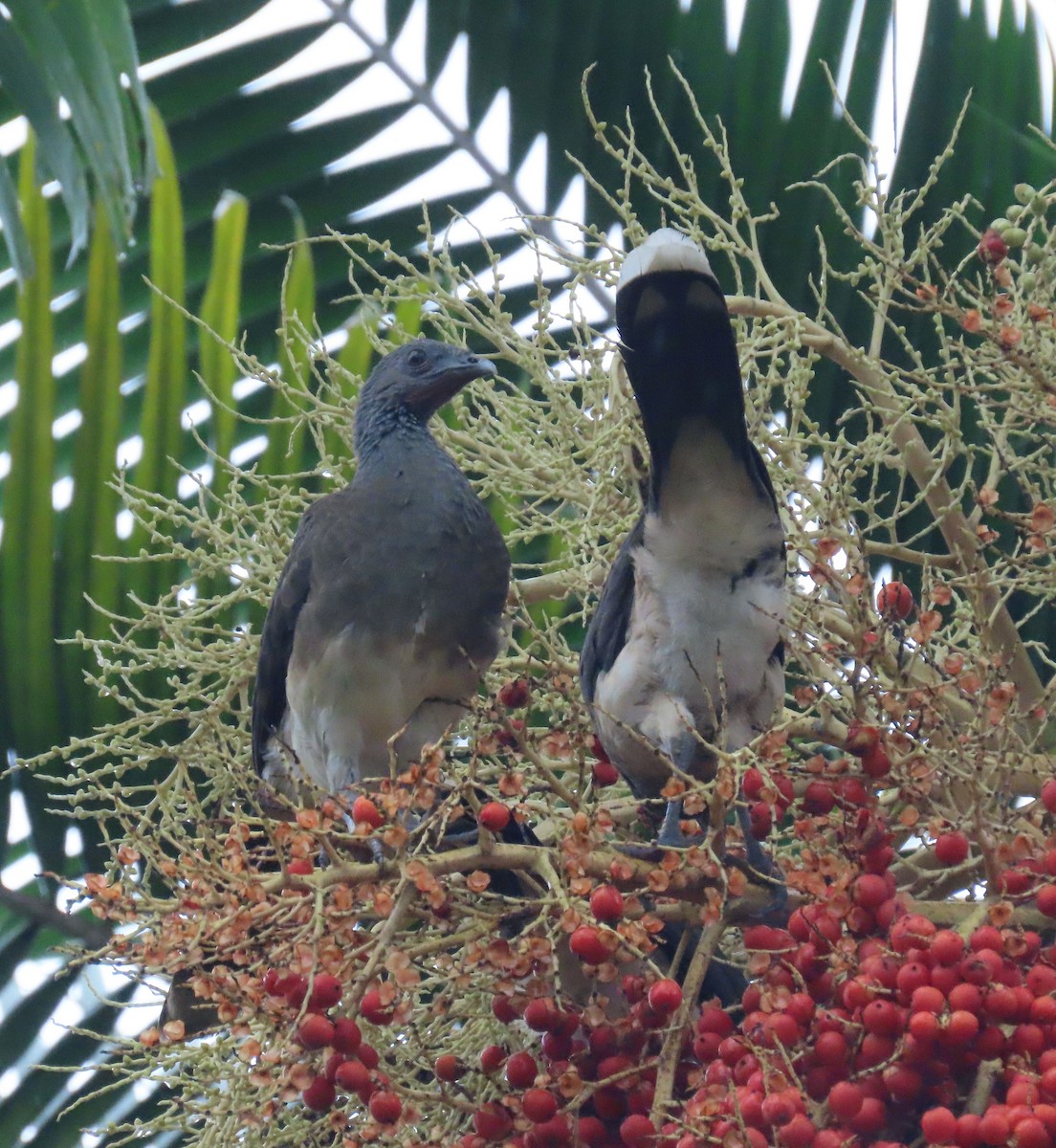 Chachalaca Ventriblanca - ML622693526