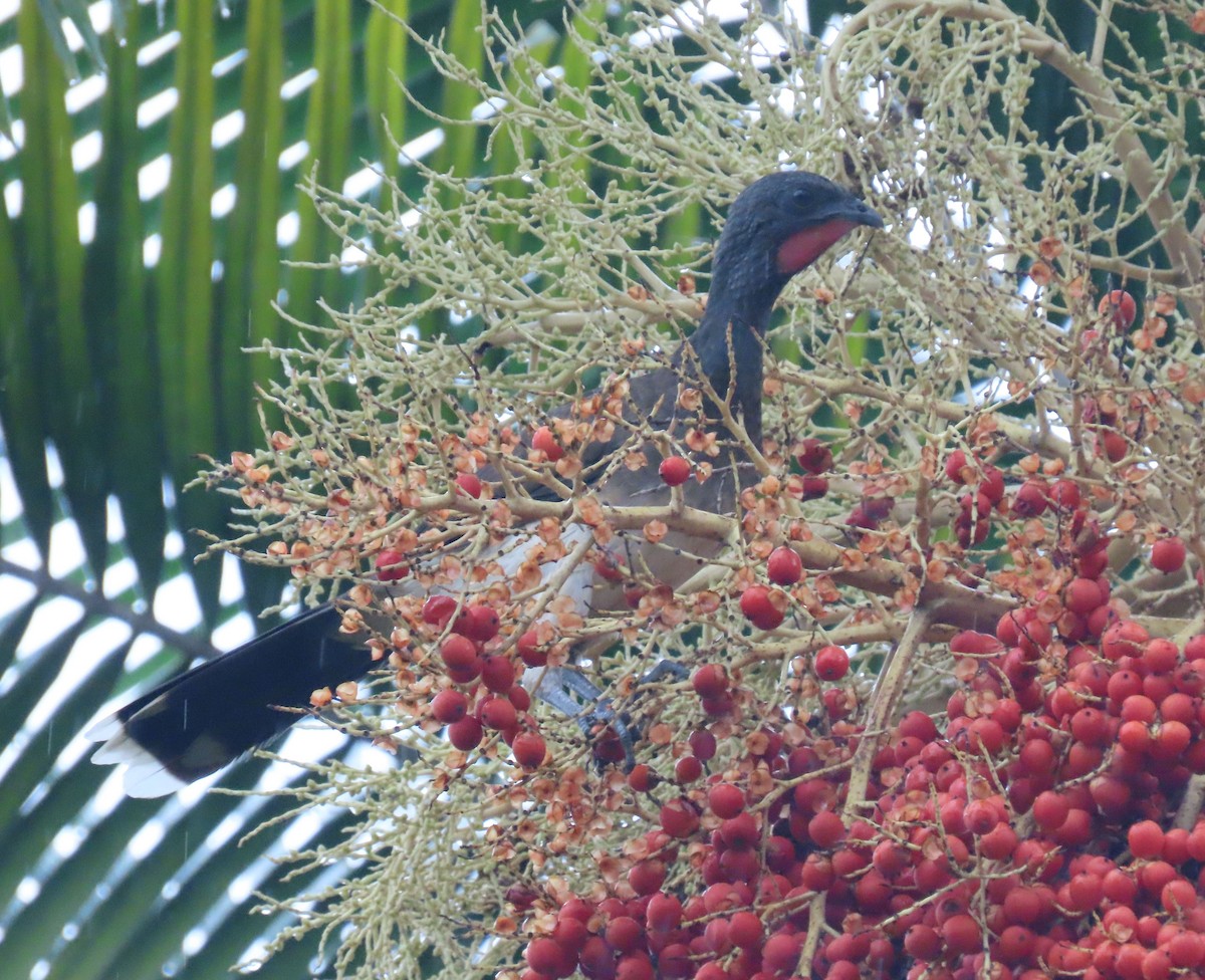 Chachalaca Ventriblanca - ML622693528