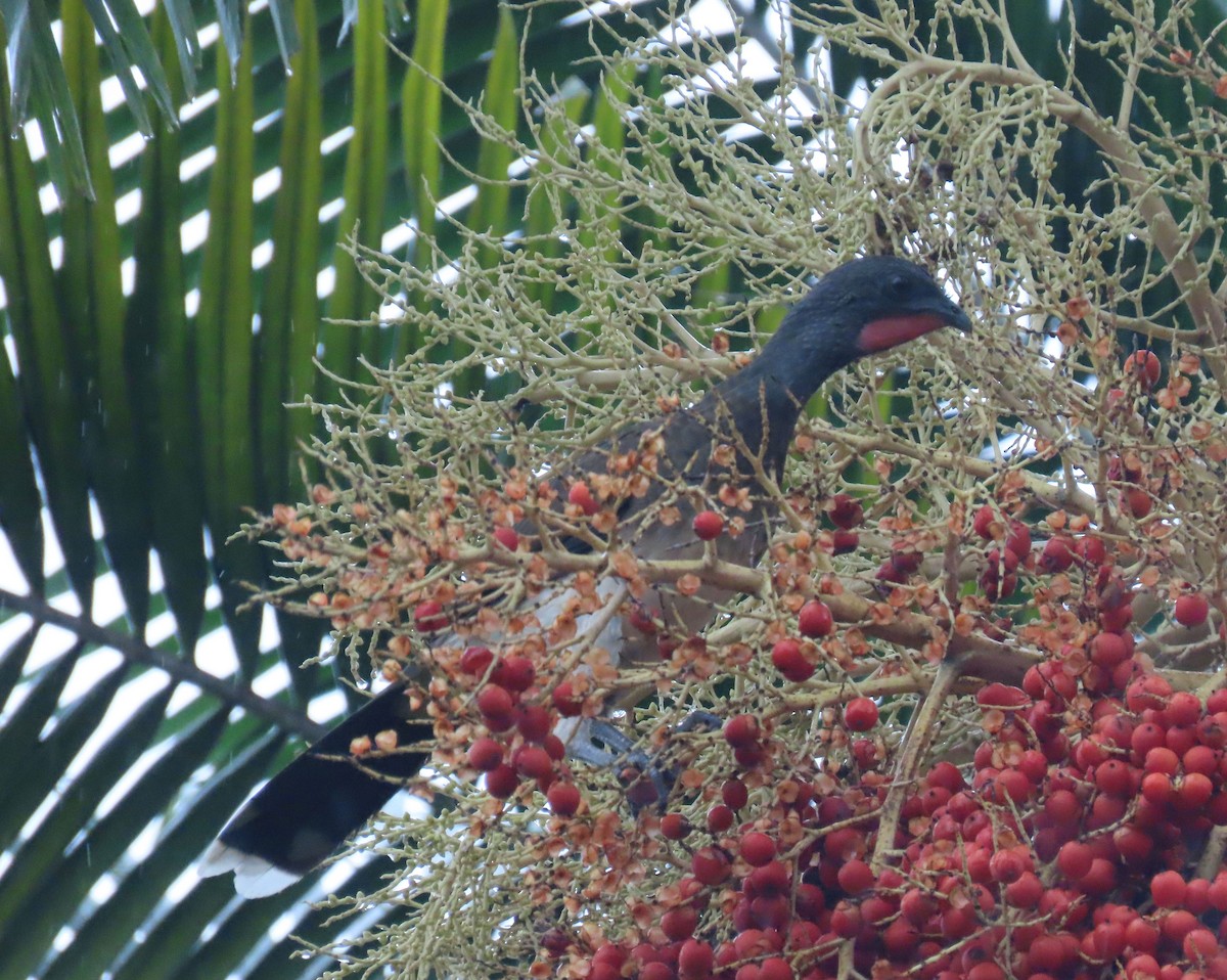 Chachalaca Ventriblanca - ML622693529