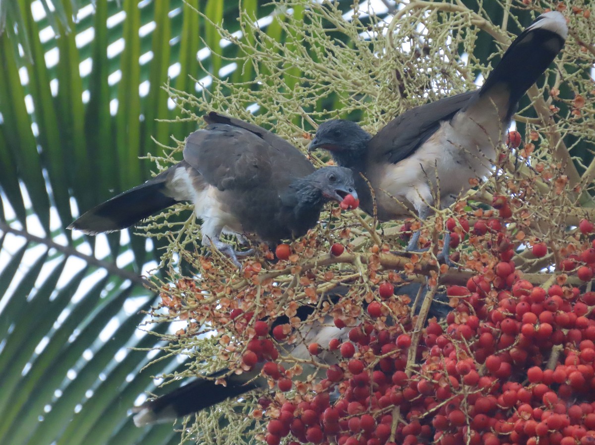 Chachalaca Ventriblanca - ML622693531