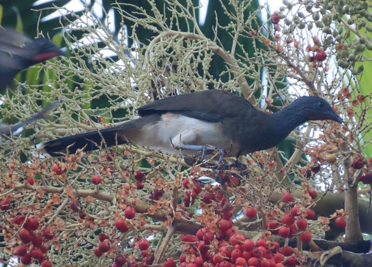 Chachalaca Ventriblanca - ML622693532