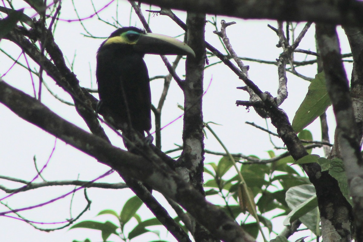 Toucanet à oreilles d'or - ML622693536