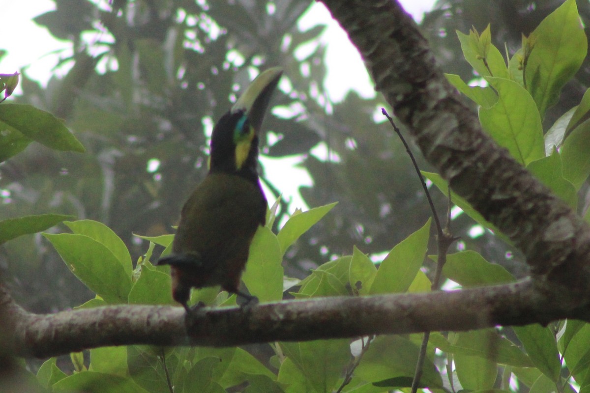 Toucanet à oreilles d'or - ML622693538