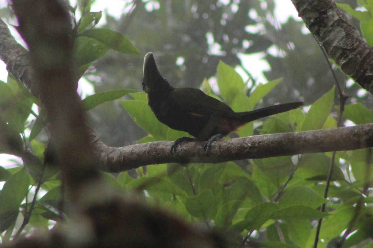 Toucanet à oreilles d'or - ML622693539