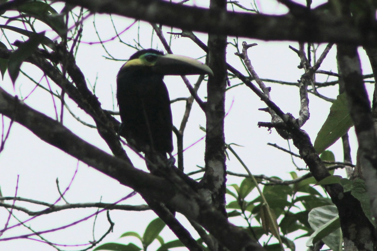 Toucanet à oreilles d'or - ML622693540