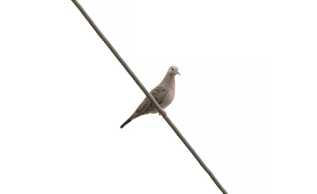 Ecuadorian Ground Dove - ML622693559