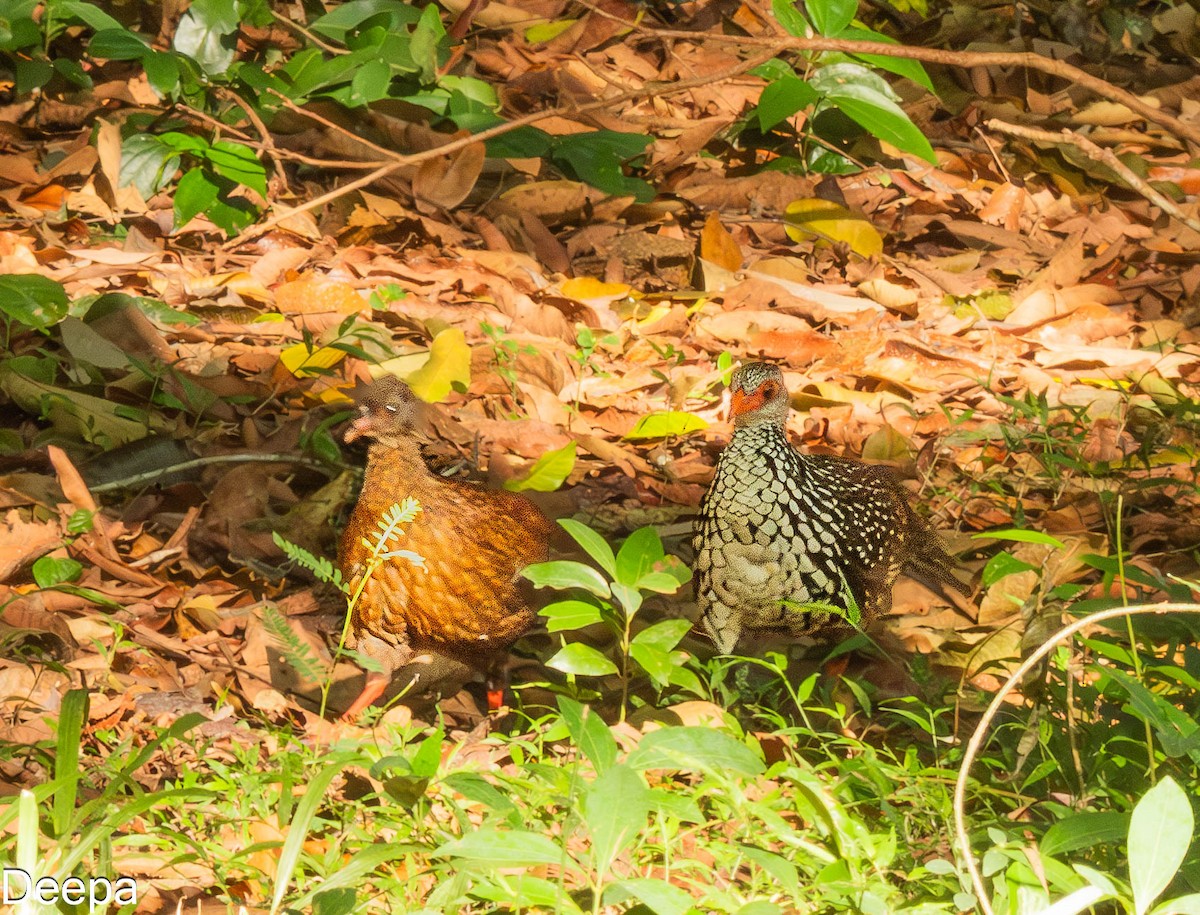 Sri Lanka Spurfowl - ML622693565