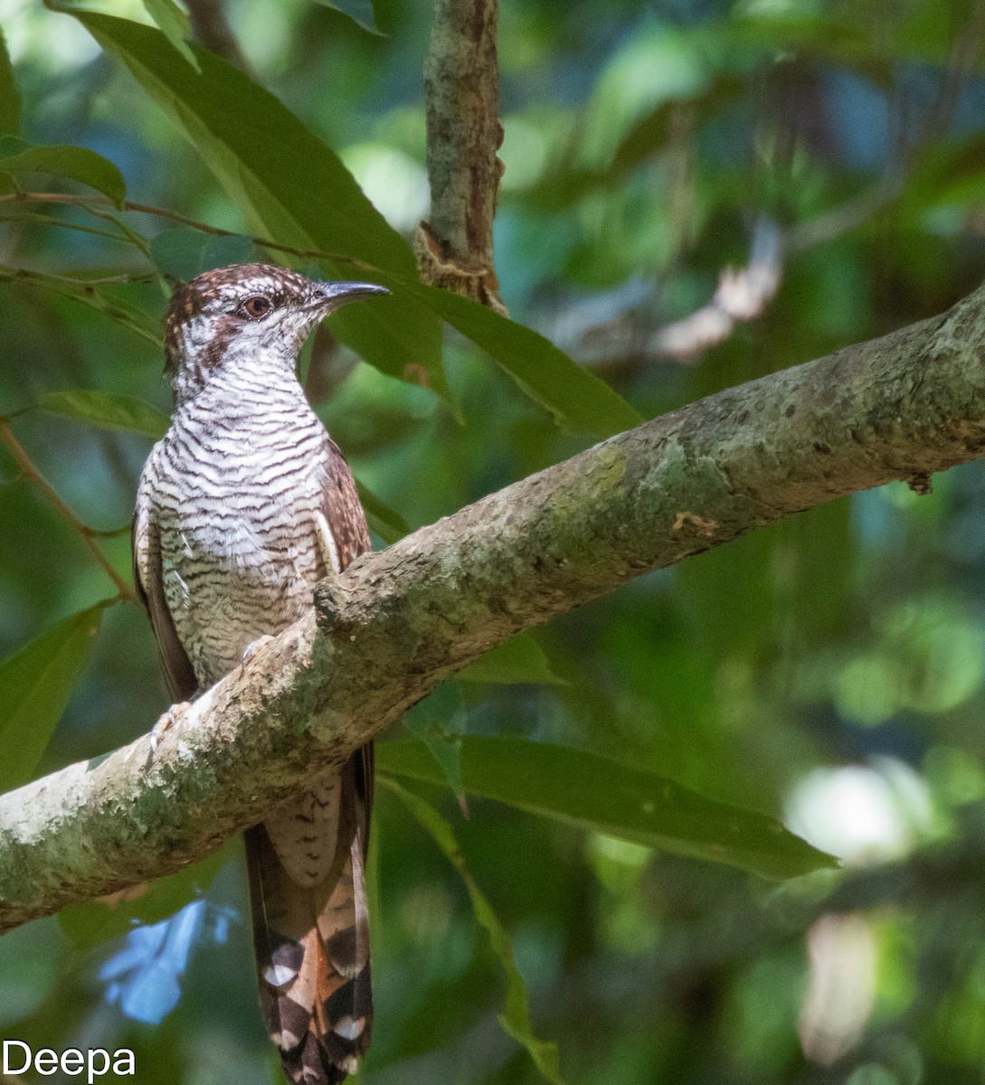 Banded Bay Cuckoo - ML622693590