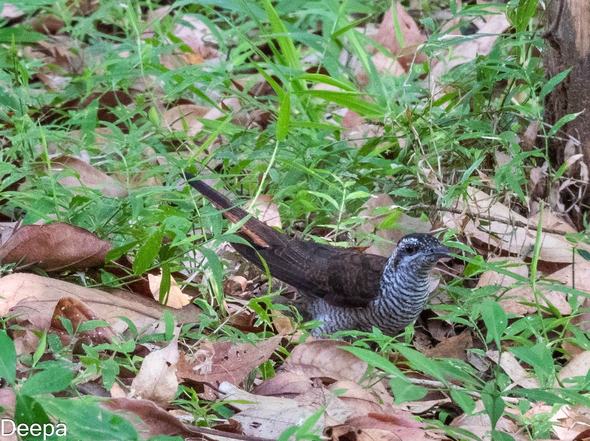 Banded Bay Cuckoo - ML622693598