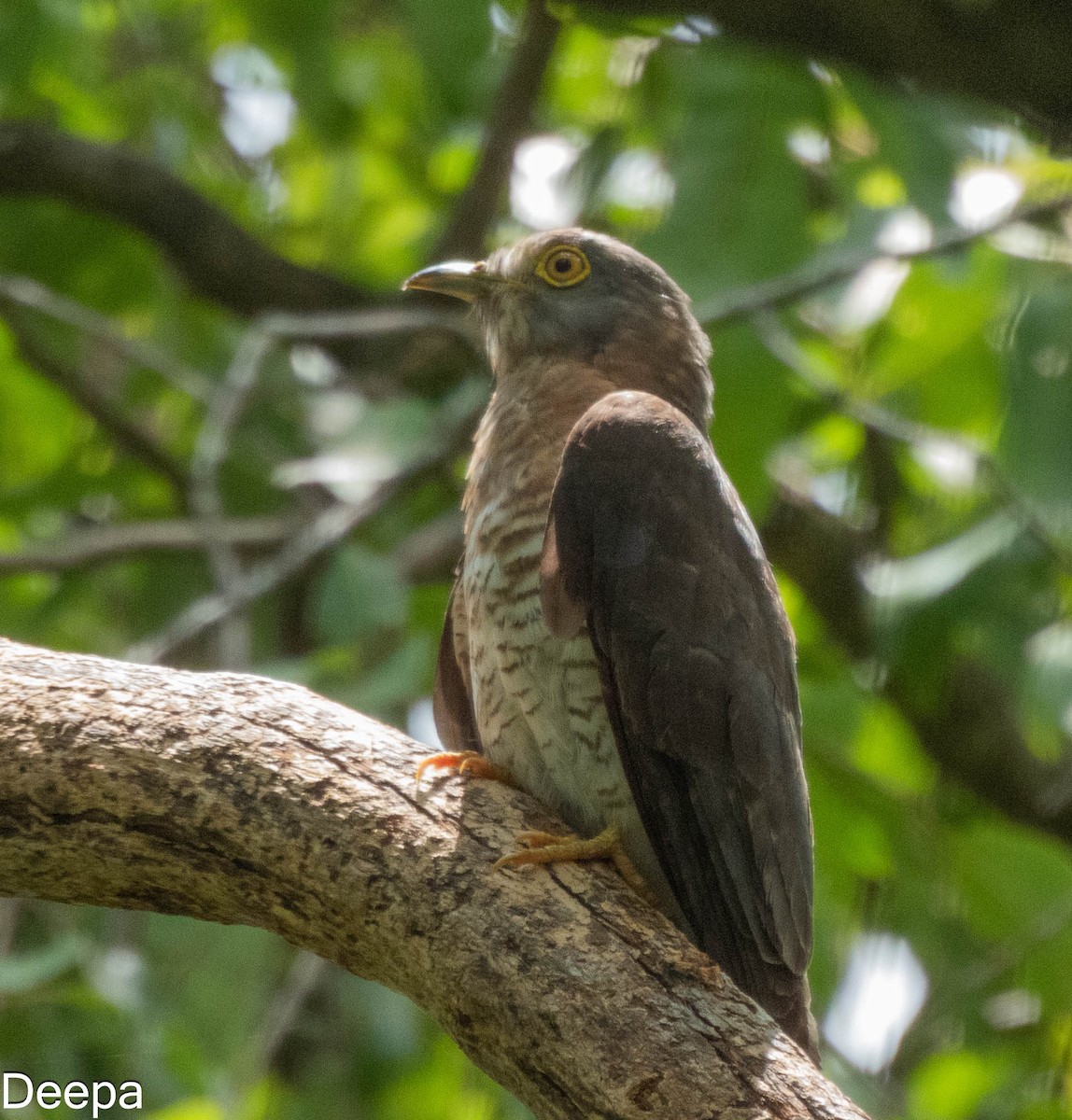 Common Hawk-Cuckoo - ML622693632