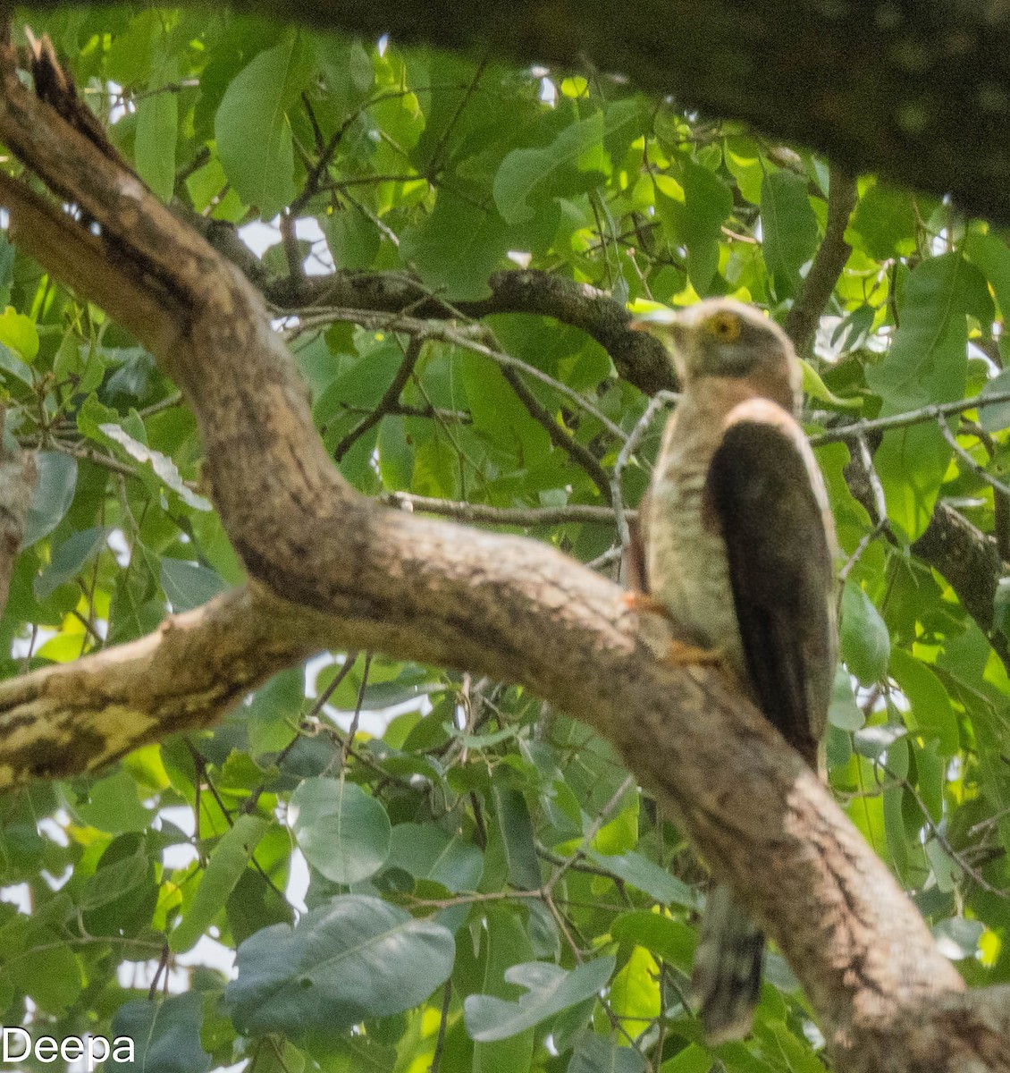 Common Hawk-Cuckoo - ML622693646