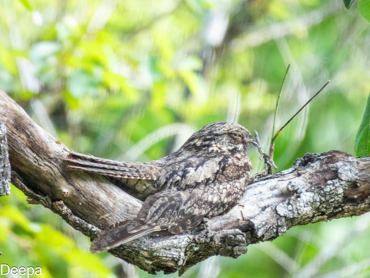 Jungle Nightjar - ML622693673