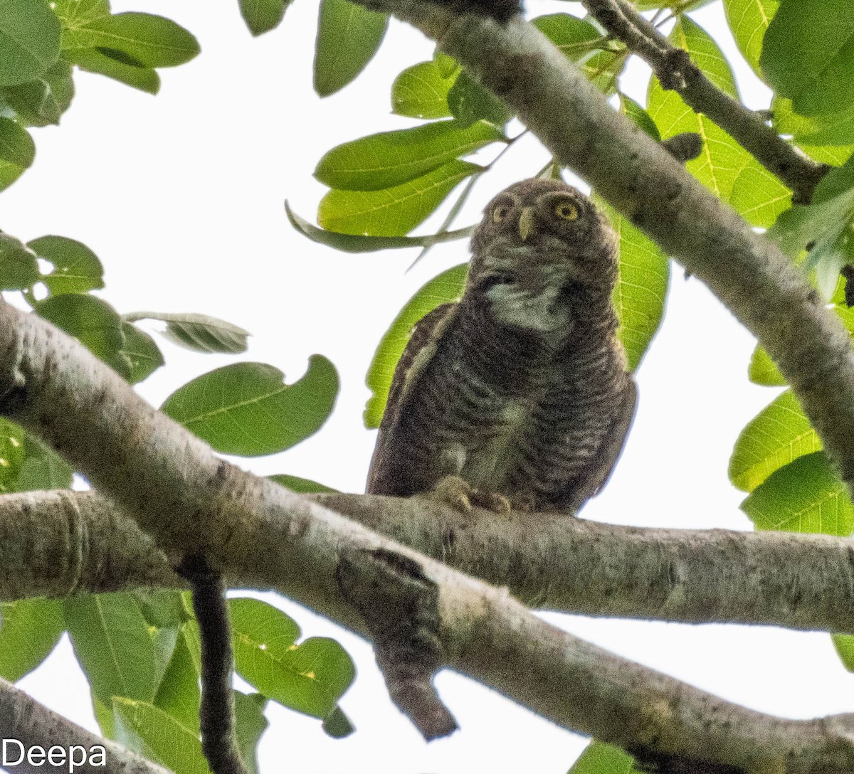 Jungle Owlet - Deepa Wimalasena