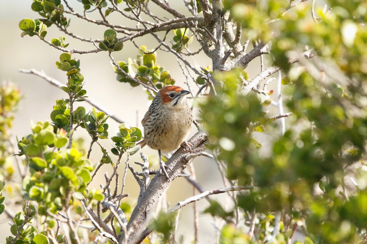 Cape Grassbird - ML622693730