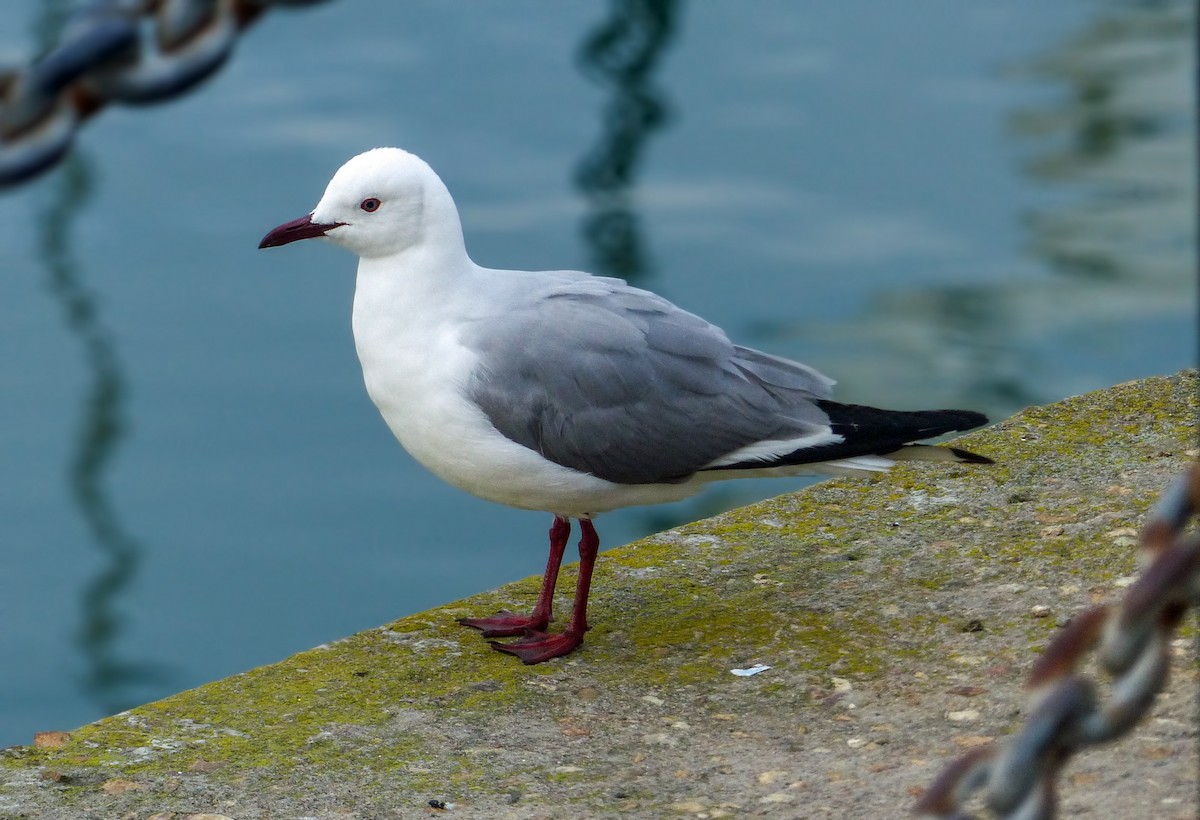 Hartlaub's Gull - ML622693796