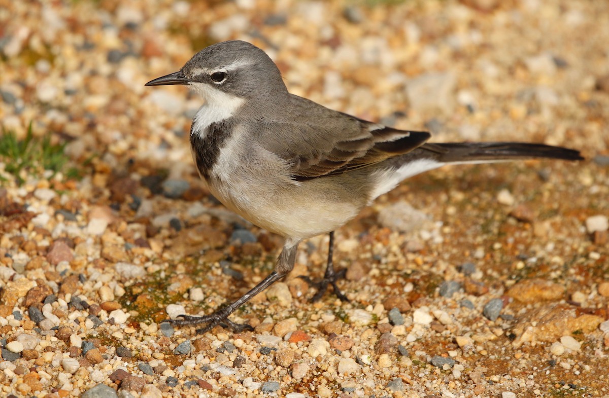 Cape Wagtail - ML622693843