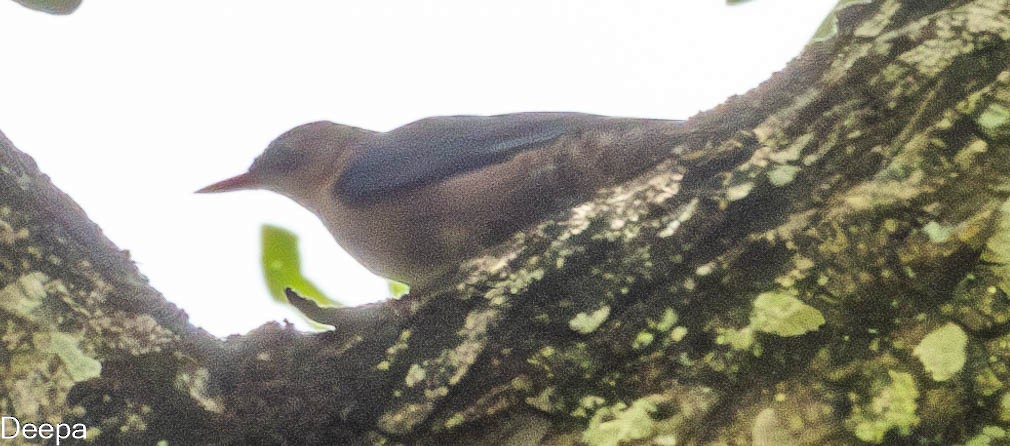 Velvet-fronted Nuthatch - ML622693844