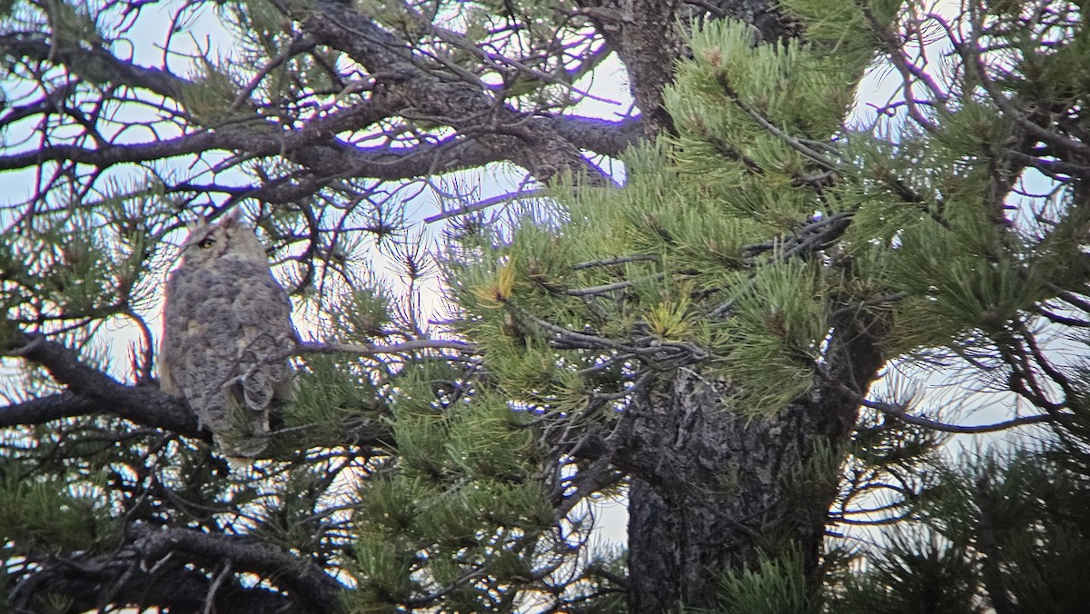 Great Horned Owl - ML622693845