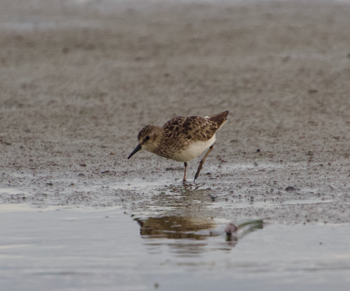 Least Sandpiper - Julian Moulton