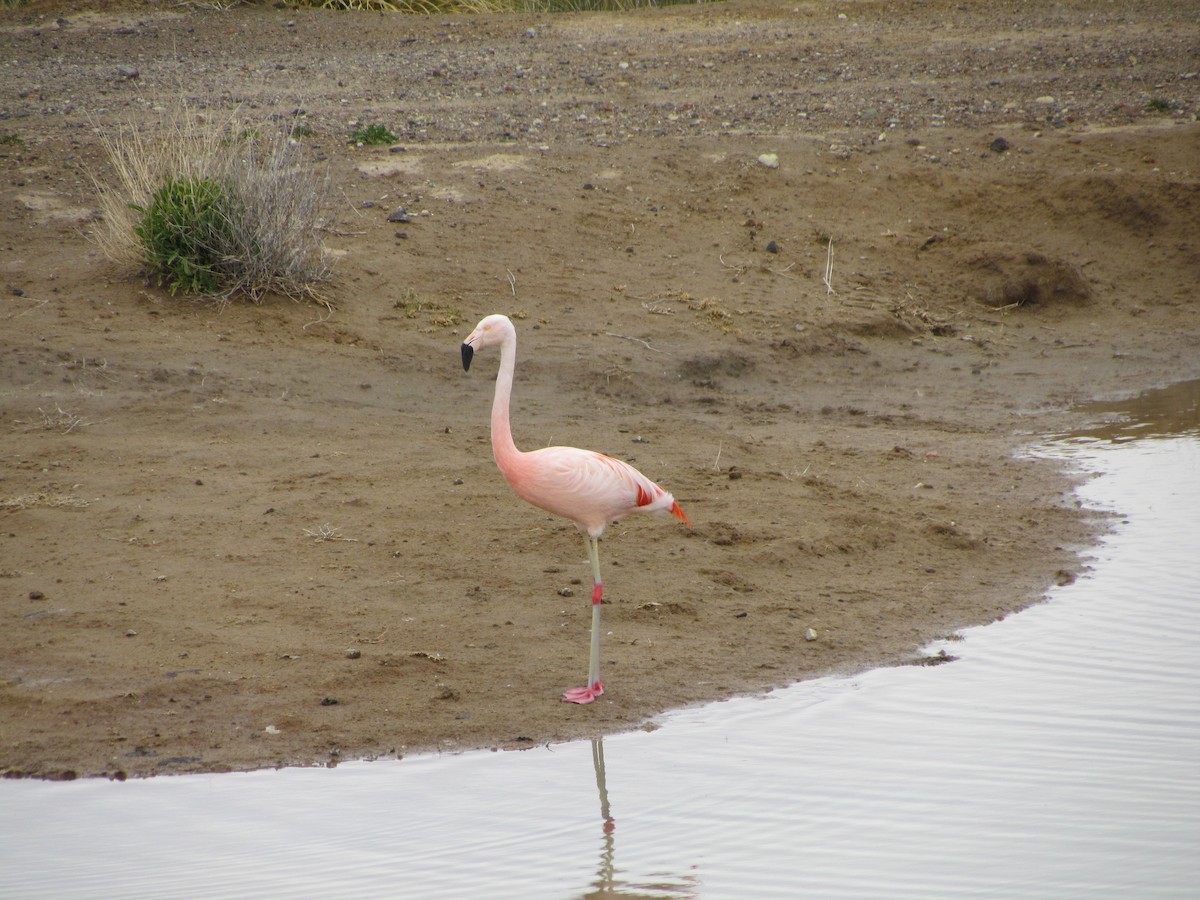 Chilean Flamingo - ML622693896