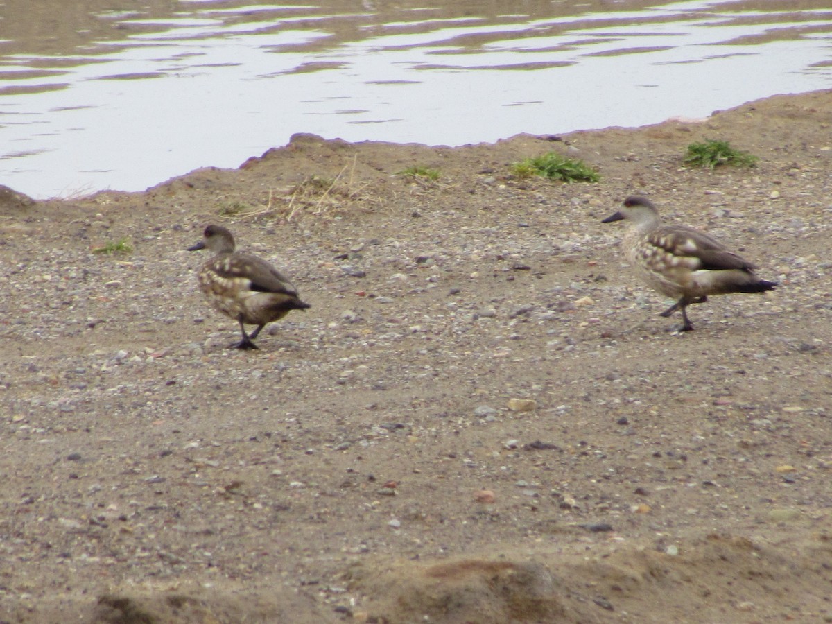 Crested Duck - ML622693917